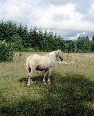 Horse Photo School Composition Book Equine White Horse at Pasture: Horse Photo Equine Covers Composition Books Notebooks (Notebook, Diary, Blank Book)