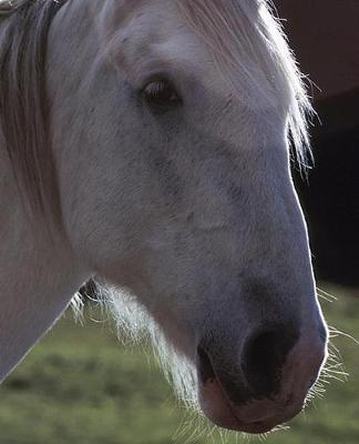 Horse Photo School Composition Book Equine White Horsehead: Horse Photo Equine Covers Composition Books Notebooks (Notebook, Diary, Blank Book)