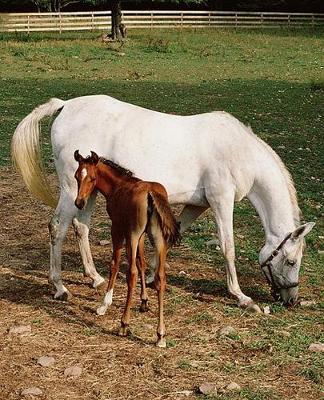 Horse Photo School Composition Book Equine White Mare with Chestnut Foal: Horse Photo Equine Covers Composition Books Notebooks (Notebook, Diary, Blank Book)