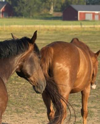 Horse Photo School Composition Book Equine Back to the Barn: Horse Photo Equine Covers Composition Books Notebooks (Notebook, Diary, Blank Book)
