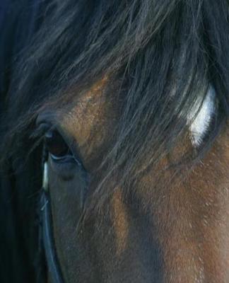 Horse Photo School Composition Book Equine Bay Closeup: Horse Photo Equine Covers Composition Books Notebooks (Notebook, Diary, Blank Book)