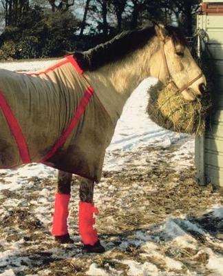 Horse Photo School Composition Book Equine Blanketed Horse in Winter: Horse Photo Equine Covers Composition Books Notebooks (Notebook, Diary, Blank Book)
