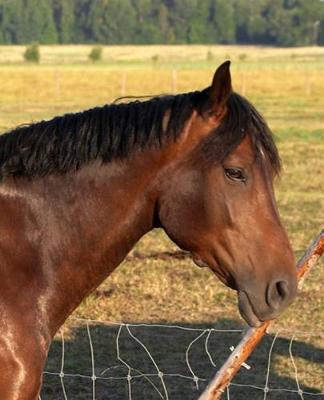 Horse Photo School Composition Book Equine Bay Horse and Fence: Horse Photo Equine Covers Composition Books Notebooks (Notebook, Diary, Blank Book)