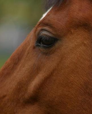 Horse Photo School Composition Book Equine Bay Horse Closeup: Horse Photo Equine Covers Composition Books Notebooks (Notebook, Diary, Blank Book)