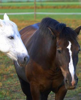 Horse Photo School Composition Book Equine Best Friends: Horse Photo Equine Covers Composition Books Notebooks (Notebook, Diary, Blank Book)