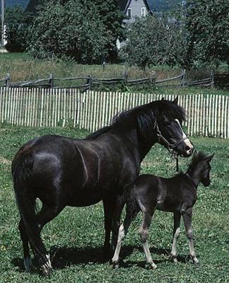 Horse Photo School Composition Book Equine Black Mare and Foal: Horse Photo Equine Covers Composition Books Notebooks (Notebook, Diary, Blank Book)