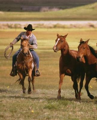 Horse Photo School Composition Book Equine Cowboy Herding at the Ranch: Horse Photo Equine Covers Composition Books Notebooks (Notebook, Diary, Blank Book)