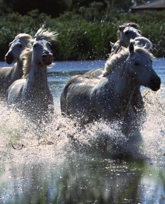 Horse Photo School Composition Book Equine Chintoteague Ponies Crossing Channel: Horse Photo Equine Covers Composition Books Notebooks (Notebook, Diary, Blank Book)