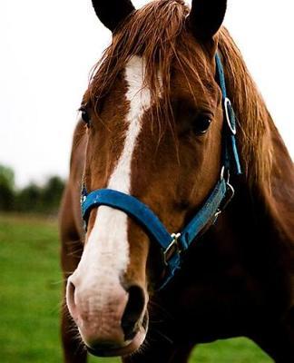 Horse Photo School Composition Book Equine Curious Chestnut: Horse Photo Equine Covers Composition Books Notebooks (Notebook, Diary, Blank Book)