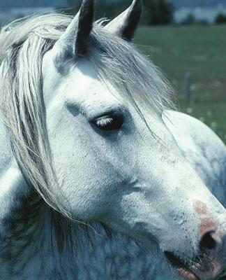 Horse Photo School Composition Book Equine Dappled Grey in Flowered Pasture: Horse Photo Equine Covers Composition Books Notebooks (Notebook, Diary, Blank Book)