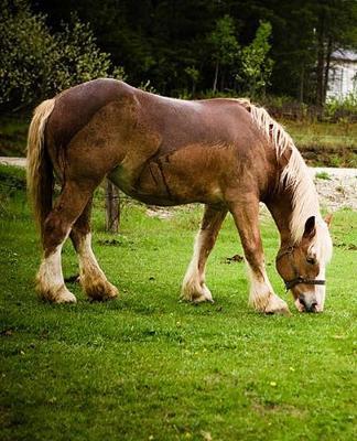 Horse Photo School Composition Book Equine Draft Grazing After Bath: Horse Photo Equine Covers Composition Books Notebooks (Notebook, Diary, Blank Book)