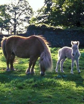 Horse Photo School Composition Book Equine Draft Mare with Foal: Horse Photo Equine Covers Composition Books Notebooks (Notebook, Diary, Blank Book)