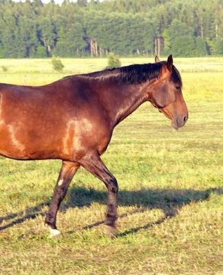 Horse Photo School Composition Book Equine Dappled Bay: Horse Photo Equine Covers Composition Books Notebooks (Notebook, Diary, Blank Book)
