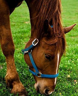 Horse Photo School Composition Book Equine Grazing Chestnut with Stripe: Horse Photo Equine Covers Composition Books Notebooks (Notebook, Diary, Blank Book)