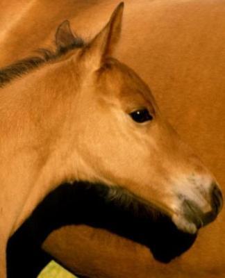 Horse Photo School Composition Book Equine Foal Closeup: Horse Photo Equine Covers Composition Books Notebooks (Notebook, Diary, Blank Book)