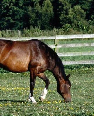 Horse Photo School Composition Book Equine Grazing Bay with White Socks: Horse Photo Equine Covers Composition Books Notebooks (Notebook, Diary, Blank Book)