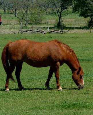 Horse Photo School Composition Book Equine Grazing Chestnut: Horse Photo Equine Covers Composition Books Notebooks (Notebook, Diary, Blank Book)