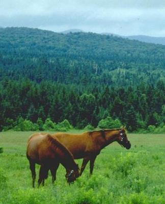 Horse Photo School Composition Book Equine Grazing Horses with Mountain Backdrop: Horse Photo Equine Covers Composition Books Notebooks (Notebook, Diary, Blank Book)