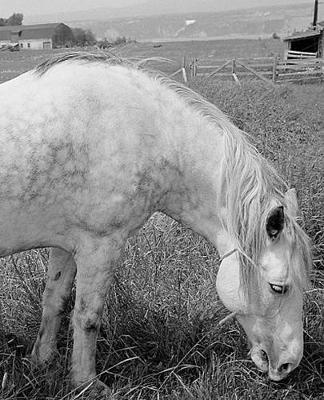 Horse Photo School Composition Book Equine Grazing Dappled Grey: Horse Photo Equine Covers Composition Books Notebooks (Notebook, Diary, Blank Book)