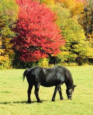 Horse Photo School Composition Book Equine Grazing Horse Fall Foliage: Horse Photo Equine Covers Composition Books Notebooks (Notebook, Diary, Blank Book)