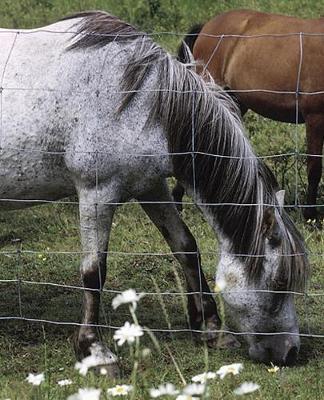 Horse Photo School Composition Book Equine Grazing Horses: Horse Photo Equine Covers Composition Books Notebooks (Notebook, Diary, Blank Book)