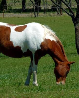 Horse Photo School Composition Book Equine Grazing Pinto: Horse Photo Equine Covers Composition Books Notebooks (Notebook, Diary, Blank Book)