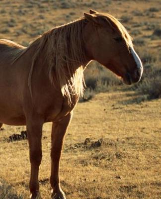 Horse Photo School Composition Book Equine Grumpy Chestnut: Horse Photo Equine Covers Composition Books Notebooks (Notebook, Diary, Blank Book)