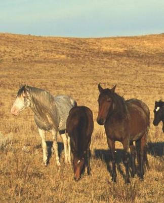 Horse Photo School Composition Book Equine Western Horse Herd: Horse Photo Equine Covers Composition Books Notebooks (Notebook, Diary, Blank Book)