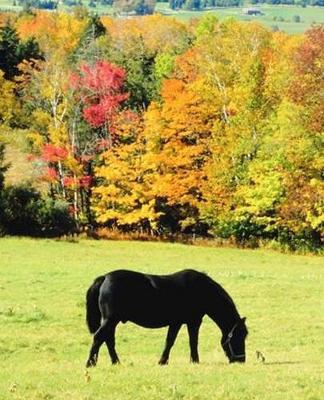 Horse Photo School Composition Book Equine Horse Grazing Autumn Scenery: Horse Photo Equine Covers Composition Books Notebooks (Notebook, Diary, Blank Book)
