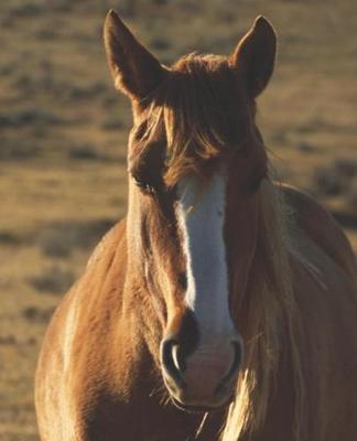 Horse Photo School Composition Book Equine Horse Western Background: Horse Photo Equine Covers Composition Books Notebooks (Notebook, Diary, Blank Book)