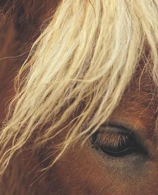 Horse Photo School Composition Book Equine Horse White Mane: Horse Photo Equine Covers Composition Books Notebooks (Notebook, Diary, Blank Book)