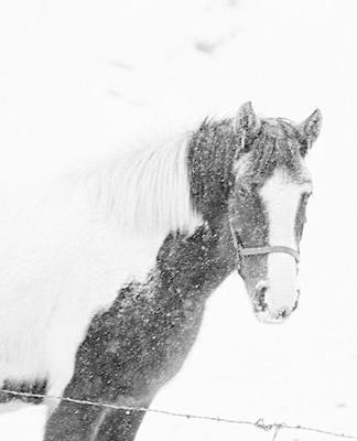 Horse Photo School Composition Book Equine Horse Winter Snowstorm: Horse Photo Equine Covers Composition Books Notebooks (Notebook, Diary, Blank Book)