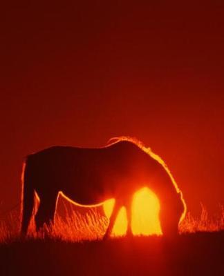 Horse Photo School Composition Book Equine Horse Red Sunset: Horse Photo Equine Covers Composition Books Notebooks (Notebook, Diary, Blank Book)