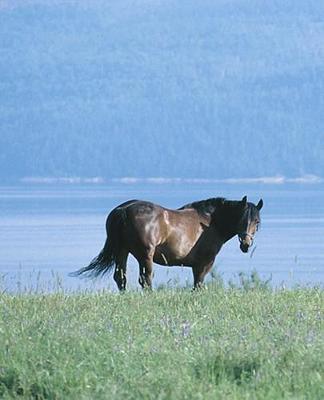 Horse Photo School Composition Book Equine Horse Lake Mountain Scene: Horse Photo Equine Covers Composition Books Notebooks (Notebook, Diary, Blank Book)
