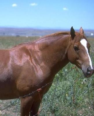 Horse Photo School Composition Book Equine Horse Pasture Scene: Horse Photo Equine Covers Composition Books Notebooks (Notebook, Diary, Blank Book)