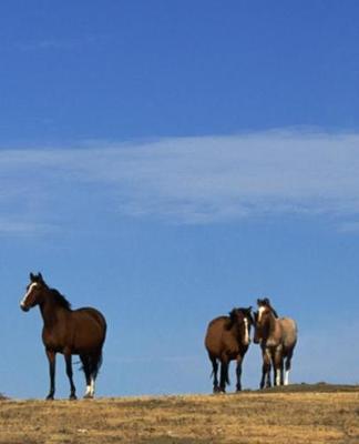 Horse Photo School Composition Book Equine Horses Blue Sky: Horse Photo Equine Covers Composition Books Notebooks (Notebook, Diary, Blank Book)