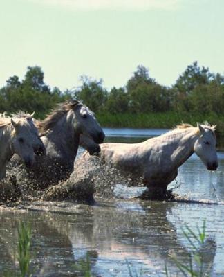 Horse Photo School Composition Book Equine Horses Crossing Water: Horse Photo Equine Covers Composition Books Notebooks (Notebook, Diary, Blank Book)