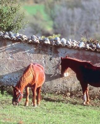 Horse Photo School Composition Book Equine Horses Pasture: Horse Photo Equine Covers Composition Books Notebooks (Notebook, Diary, Blank Book)