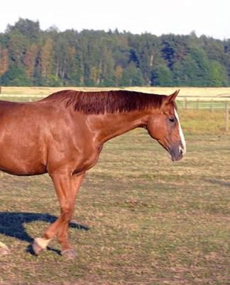 Horse Photo School Composition Book Equine Itchy Horse: Horse Photo Equine Covers Composition Books Notebooks (Notebook, Diary, Blank Book)