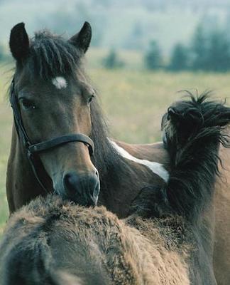 Horse Photo School Composition Book Equine Mare Foal Grooming Each Other: Horse Photo Equine Covers Composition Books Notebooks (Notebook, Diary, Blank Book)
