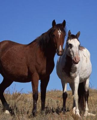 Horse Photo School Composition Book Equine Horses Sky Background: Horse Photo Equine Covers Composition Books Notebooks (Notebook, Diary, Blank Book)
