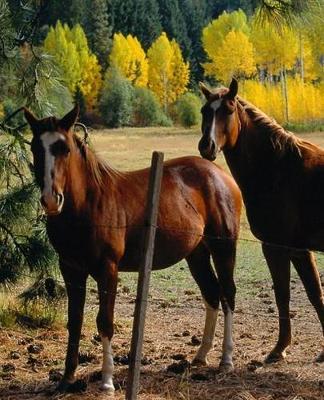 Horse Photo School Composition Book Equine Horses Yellow Trees: Horse Photo Equine Covers Composition Books Notebooks (Notebook, Diary, Blank Book)