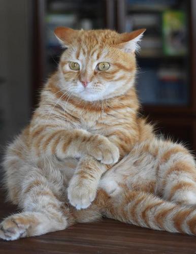 Notebook: Cat Redhead Funny Striped Posture 8.5 x 11  150 Ruled Pages