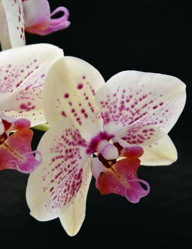 Notebook: Orchid Orchids Phalaenopsis Garden Tropical Flowers 8.5 x 11 150 Ruled Pages