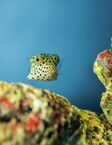 Notebook: Underwater Puffer Fish Scuba Diving Snorkeling 8.5 x 11 150 Ruled Pages