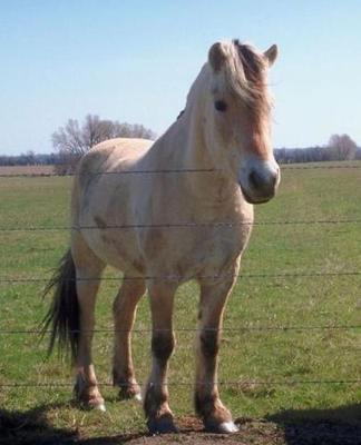 Horse Photo School Composition Book Equine Norwegian Fjords: Horse Photo Equine Covers Composition Books Notebooks (Notebook, Diary, Blank Book)