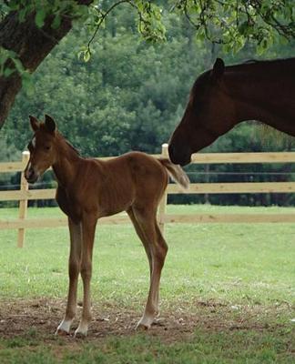 Horse Photo School Composition Book Equine Mare Foal Under Tree: Horse Photo Equine Covers Composition Books Notebooks (Notebook, Diary, Blank Book)