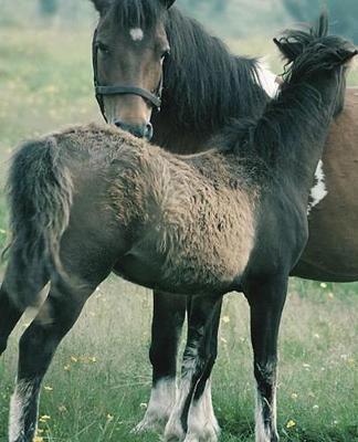 Horse Photo School Composition Book Equine Mare Foal: Horse Photo Equine Covers Composition Books Notebooks (Notebook, Diary, Blank Book)