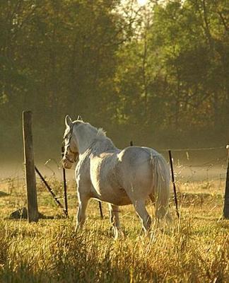 Horse Photo School Composition Book Equine Morning Pasture Scene: Horse Photo Equine Covers Composition Books Notebooks (Notebook, Diary, Blank Book)