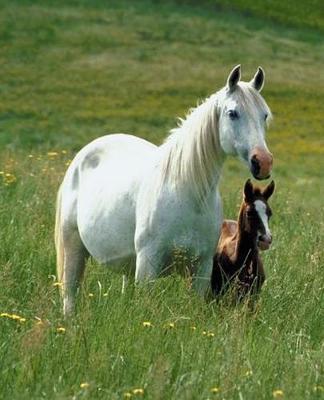 Horse Photo School Composition Book Equine Mare Foal Tall Grass: Horse Photo Equine Covers Composition Books Notebooks (Notebook, Diary, Blank Book)